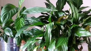 Peace Lilies Spathiphyllum in Autumn  UK [upl. by Adnat]