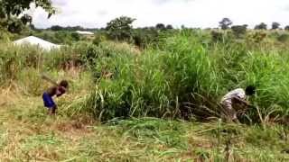 Cutting grass with machetes cutlasses [upl. by Rockwell771]