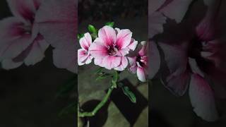 Adenium flowering  adenium obesum swallow gardening subscribe [upl. by Petula]