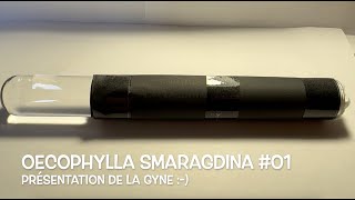 Oecophylla Smaragdina 01 Présentation de la Gyne [upl. by Emmett81]