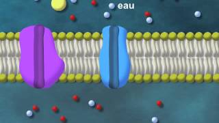 Diffusion facilitée par canal [upl. by Einatsed]
