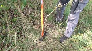 Extracting of Ailanthus altissima ZavodTerraRossa [upl. by Sasnak]