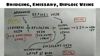 Bridging Emissary Diploic Vein  1 [upl. by Bartel]