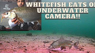 Awesome UNDERWATER FOOTAGE catching WHITEFISH Part 12 Catch and Cook [upl. by Alissa203]