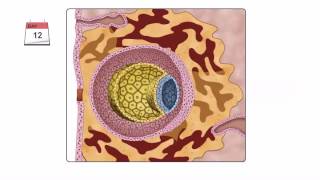 General Embryology  Detailed Animation On Second Week Of Development [upl. by Neraj]