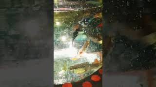 Mixx guppy fish bowlguppy fish fishbowl shorts vairalvideo popular vairalshort aquarium bd [upl. by Atived]