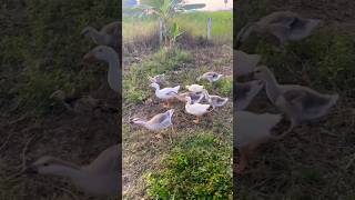 Dog catch goose puppy doglover cute animals funny doglove dog barking love shortvideo top [upl. by Nagiam47]