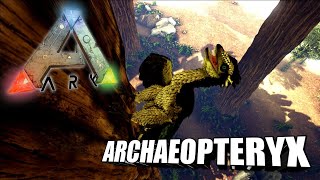 Taming A Archaeopteryx  Ark Survival Evolved  The Island [upl. by Adnilemre]