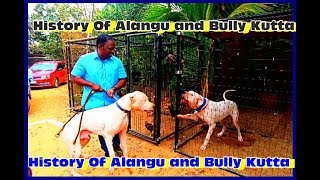 History and origin of Tamilnadu Alangu Dog and Bully Kutta அலங்கு நாய் [upl. by Etnom41]