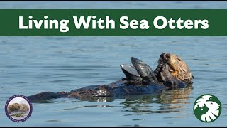 Living with Sea Otters A New Look at Coexistence with a Recovering Species [upl. by Ardnuassac]