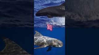 Pseudorca crassidens vs feresa attenuata vsedit vs edit animals cetaceans dolphins [upl. by Eiznekam]