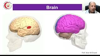 04 Cerebral hemisphere Brain sulci gyri amp cortical areas [upl. by Amaerd647]