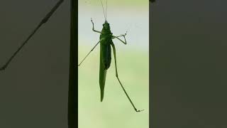 A FiveLegged Grasshopper in the Hudson Valley New York [upl. by Most245]