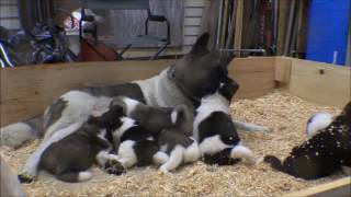 Akita puppies 26 days old [upl. by Wright]