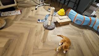 Cat Vlog Funny Kitten Playing Cat Fishing Rod  Mancing Anak Kucing Lucu Bermain [upl. by Nadia]