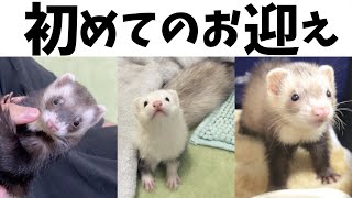 フェレットのお迎え！初日の流れや注意ポイントは？【飼育方法】 [upl. by Eynenihc]