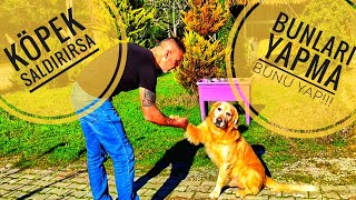 HAYAT KURTARAN BİLGİ Sokakta Köpek Saldırısı Korkunuz Varsa Çözüyoruz [upl. by Giannini]