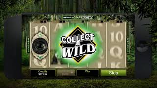 Microgaming Untamed Giant Panda Slot Review Big Wins Jackpots Bonus Rounds [upl. by Hirst]