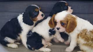 King Charles Cavaliers Cedar Creek Kennels [upl. by Gerc]