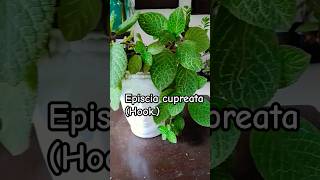 Episcia cupreata Hook Hanst planting plants shortvideo garden subscribe like [upl. by Ahseid]