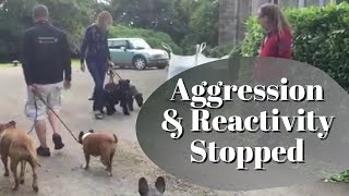 Dog Aggression amp Reactivity Stopped in MINUTES [upl. by Nerro]