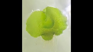 Plant Tissue Culture  Fern spores tissue culture Birds nest fern [upl. by Romney559]