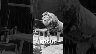 The Psychology of Lion Taming Why Chairs Arent Used Anymore [upl. by Ahterahs642]