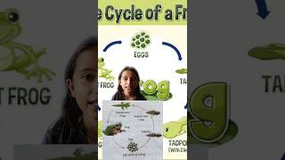 Life cycle of frog  what is tadpole tadpole frog insects lifecycle [upl. by Nnalyrehs]