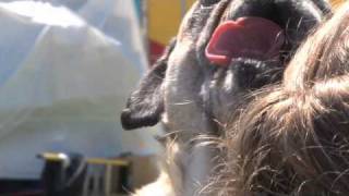 Ugly Dog Documentary Worst in Show Teaser 1 [upl. by Sylvan]