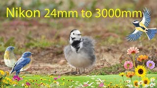 Nikon P1000 24mm to 3000mm  Zoom Test 4K  Little White Wagtail [upl. by Regor817]