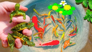 Catching Rare Turtle Nest In Tiny Pond Pencil Fish Aquarium Fish Neon Fish PingPong Pearl Fish [upl. by Einhpad664]