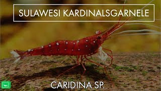 SULAWESI KARDINALSGARNELE  Caridina Sp  GarnelenTv [upl. by Urson725]