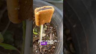 Will Insects Chew on an Expired Fig A Fun Experiment [upl. by Eelarat]