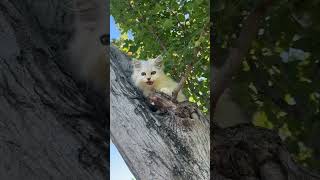 Two kittens climbing a tree [upl. by Ahseal14]