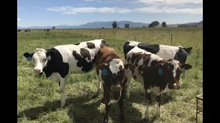 Dairy Breed GrassBirdsfoot Trefoil Mixture and Pasture Nutrition [upl. by Attenod]