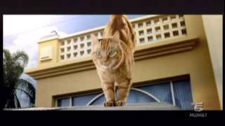 Nuovo Friskies per gatti sterilizzati spot 2010 con Brandon Miao [upl. by Nosaes]