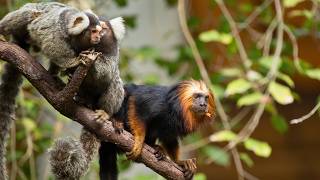 Endangered Golden Headed Lion Tamarin [upl. by Nirrak]