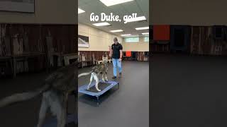 Advanced Training for Duke [upl. by Gregorio]