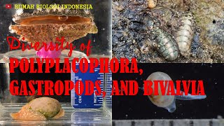 Diversity of Polyplacophora Gastropods and Bivalvia [upl. by Aloke]