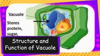 ScienceVacuole in Cell and its functionEnglish [upl. by Goldstein933]