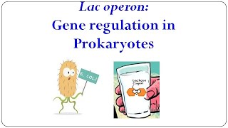 GENE EXPRESSION IN PROKARYOTES [upl. by Yoj]