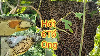 Hốt 6 Tổ 🐝 Ở Trên Ngọn Cây Caoongkhoái Quy81nm8jw [upl. by Bajaj]