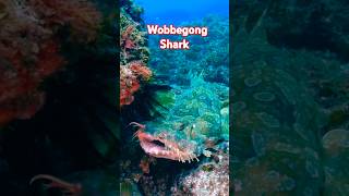 🦈Wobbegong Shark creative fish😲 shorts [upl. by Dloreh548]