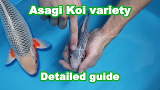 Asagi Koi fish variety – Development and selection KOI GUIDE [upl. by Aiciles]