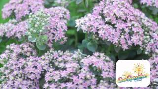 Sedum Sunsparkler Lime Zinger Plantipp [upl. by Haidadej]