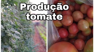 Produção de tomate 2020 Orgânico Nascidos por conta🍅🍅 [upl. by Nilla407]