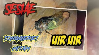 Suara Tonggeret  Sesiae  Cicadas  Garempong [upl. by Ahsinnod]