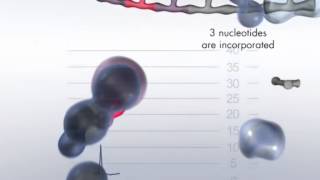 The Pyrosequencing Reaction Cascade System [upl. by Rammaj]