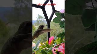 I Tested Hummingbird Against Sparrow and Found the FASTEST [upl. by Neddra565]