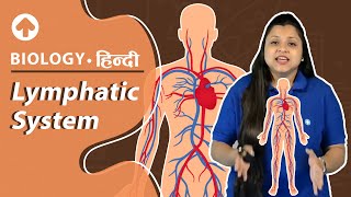 Lymphatic System  Biology  Hindi  NEET Biology [upl. by Namzed]